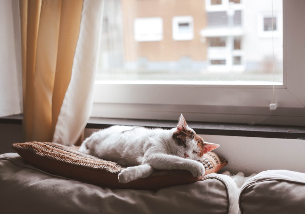 A cat curled up on a warm sofa in a comfortable home