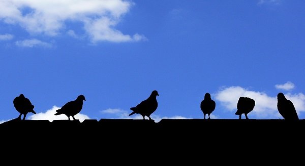 Birds gathered on a house roof
