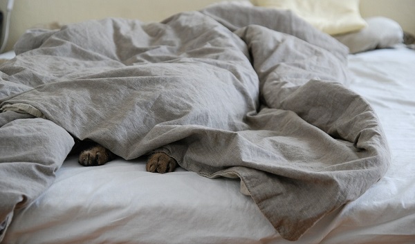 cosy-bed